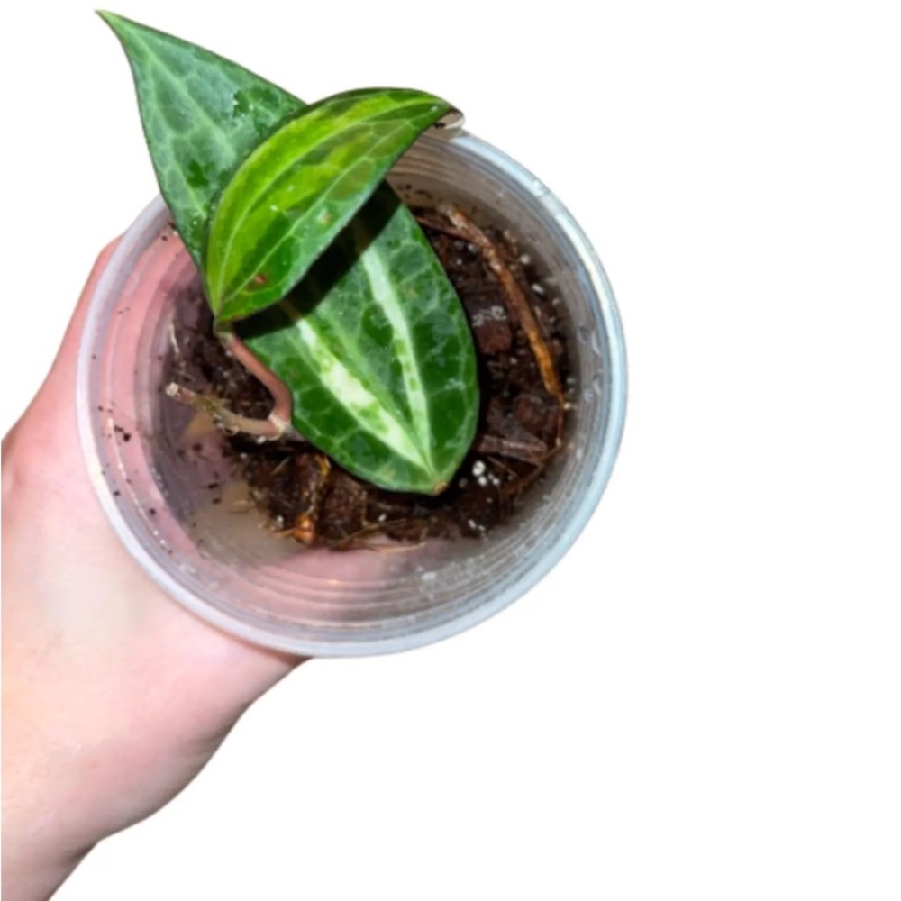 Hoya Pot of Gold